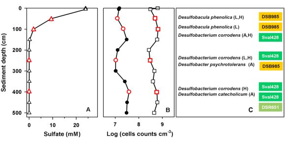 depth profiles